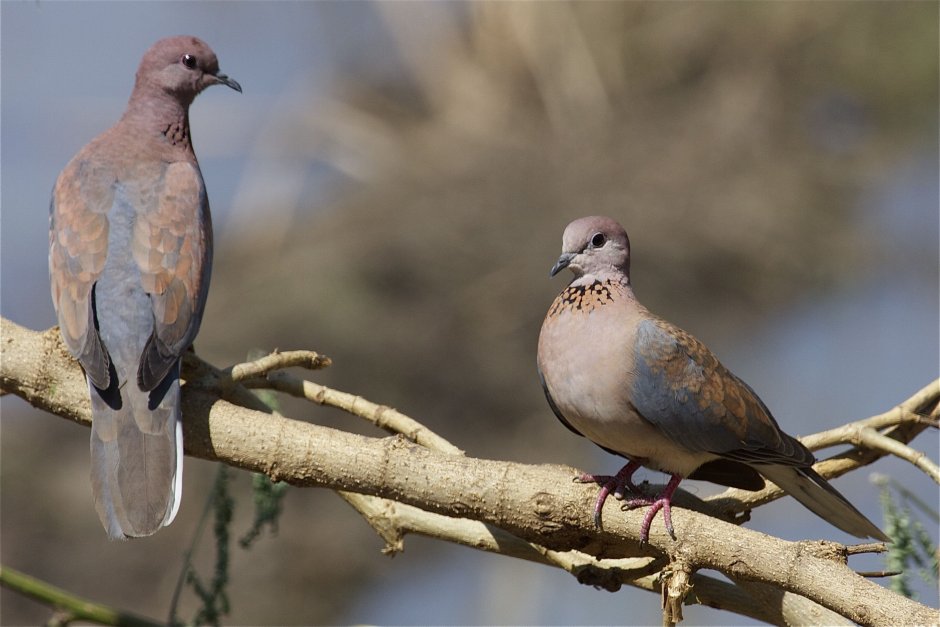 Окрас воробья