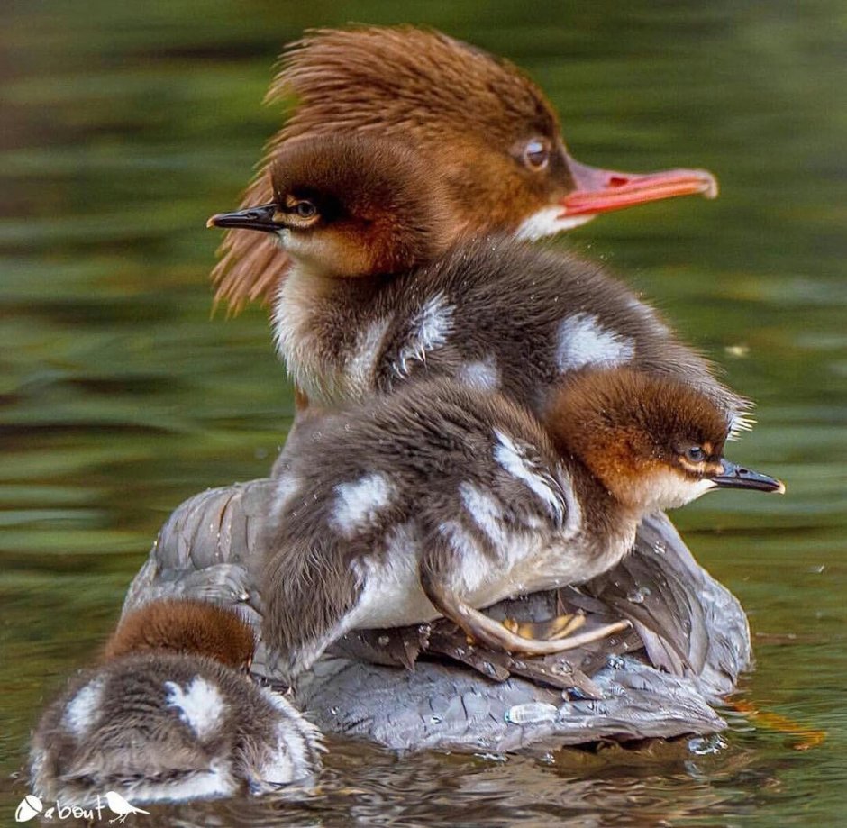 Птенцы Воробьев