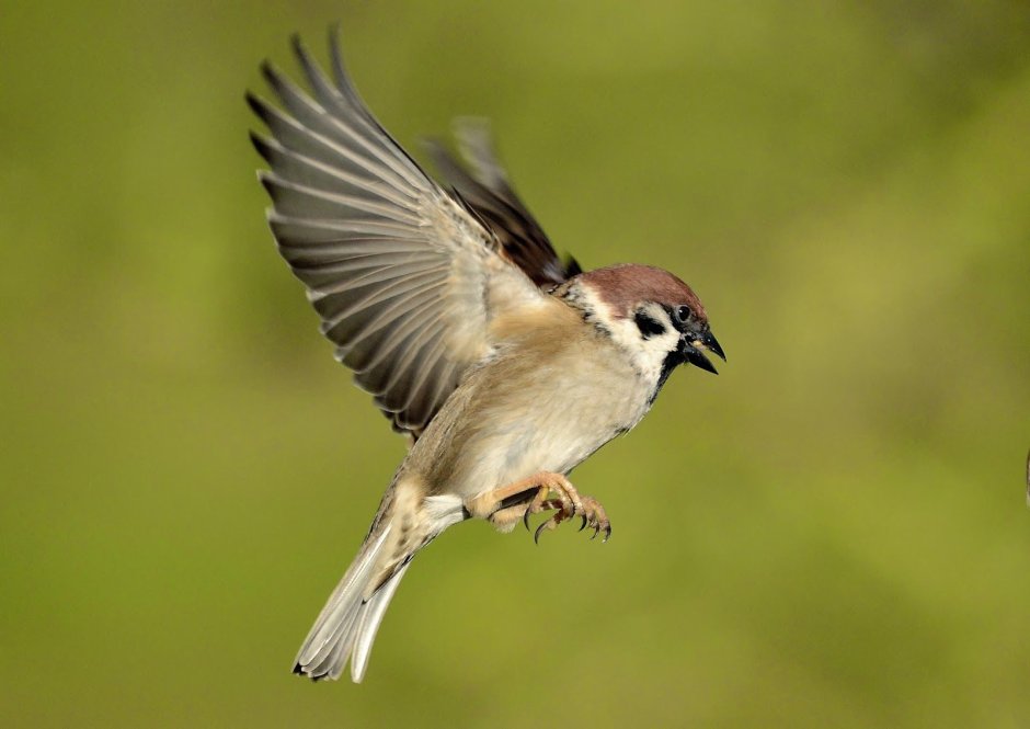 Сорокопут птица