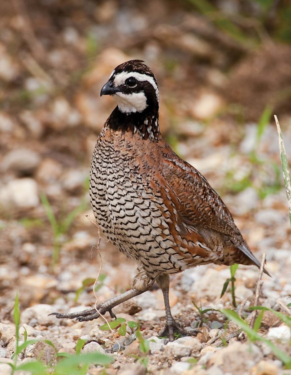 Воробей и воробышек