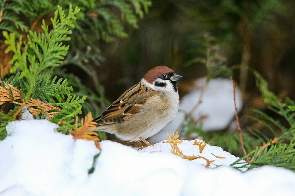 Сойка Крымская эндемик Крыма