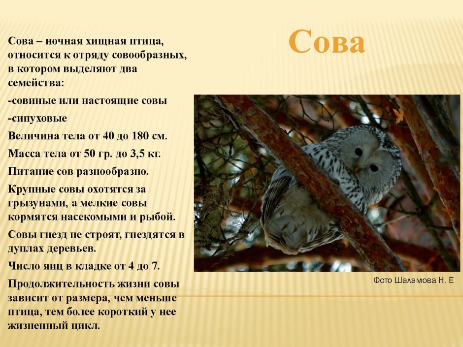 Влюбленные птицы