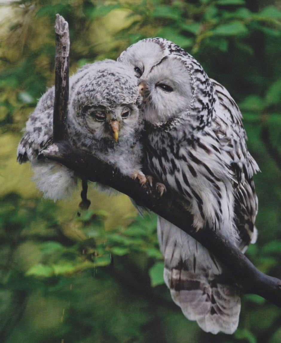 Bubo capensis