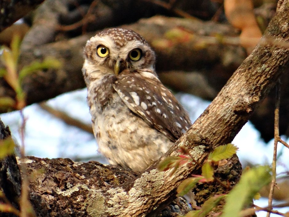 Featherless Owl