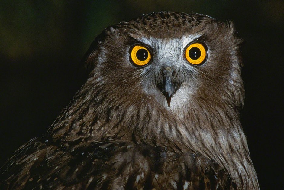 Филин обыкновенный (Bubo Bubo)