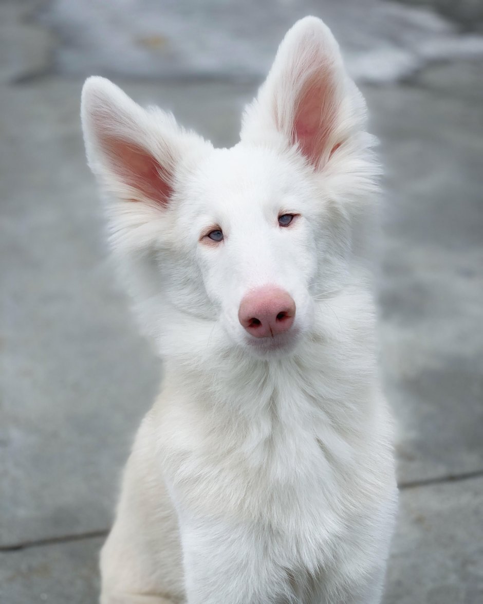Корги альбинос