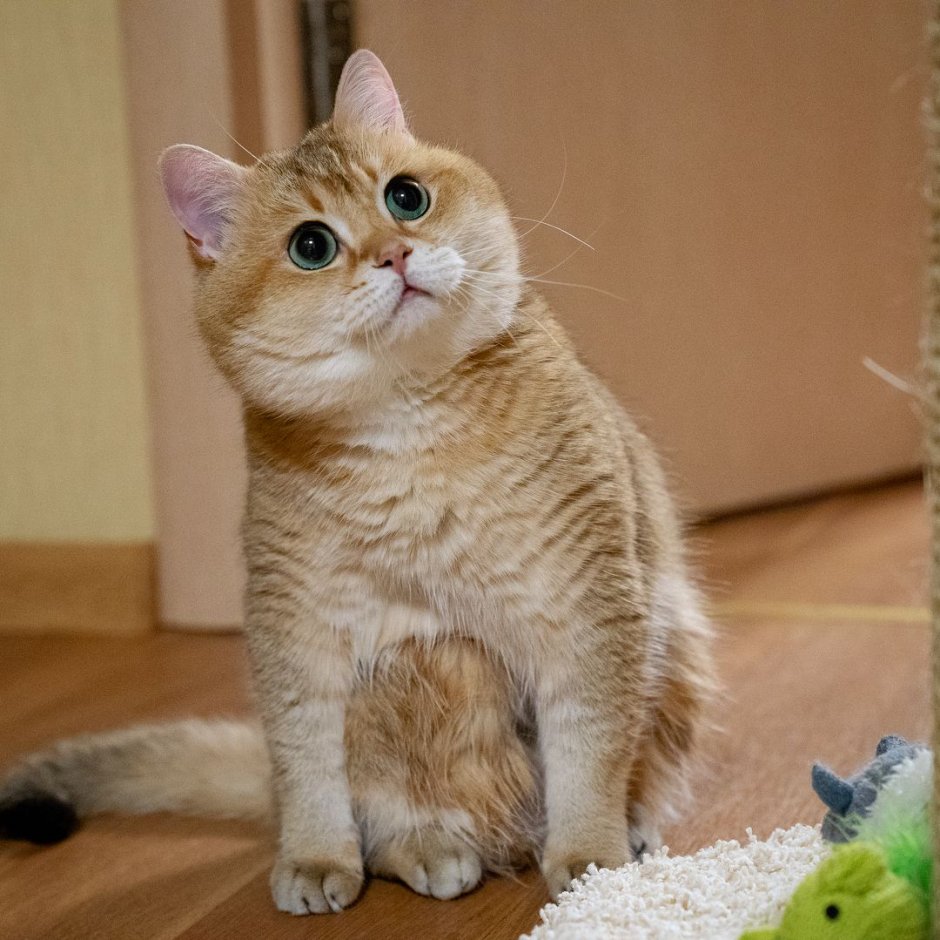 Скоттиш страйт Хосико