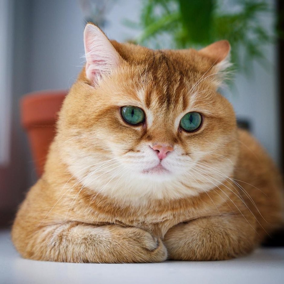 Скоттиш страйт Хосико