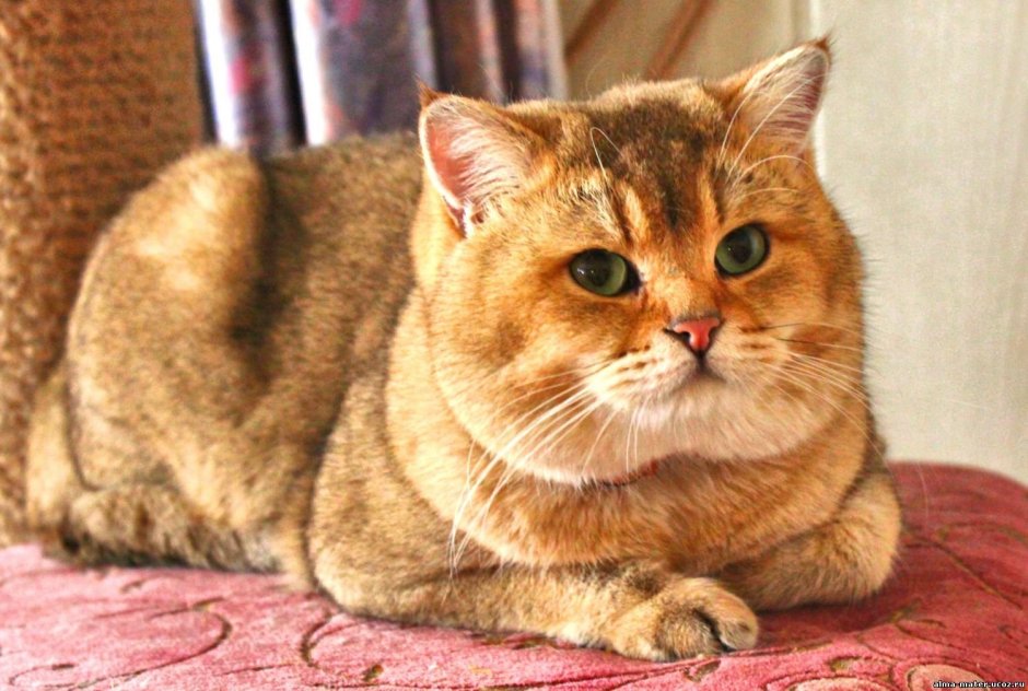 Скоттиш страйт персиковый