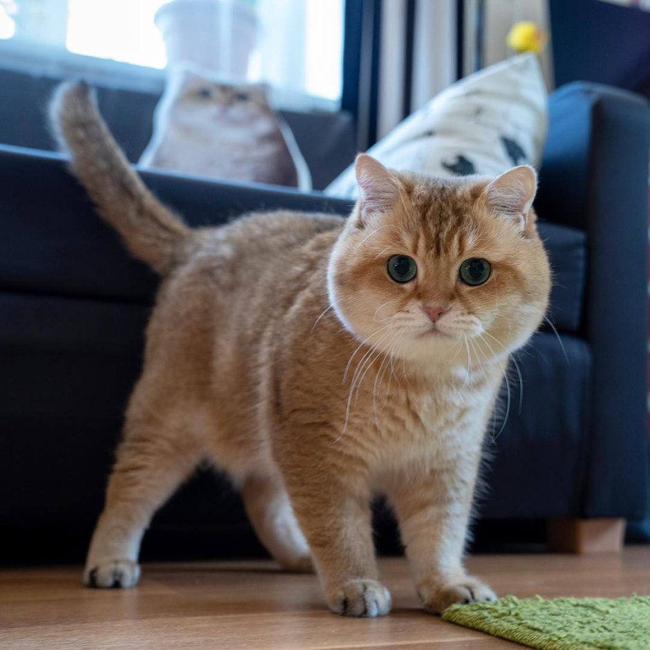 Кошка Бритиш Шортхэйр Голден