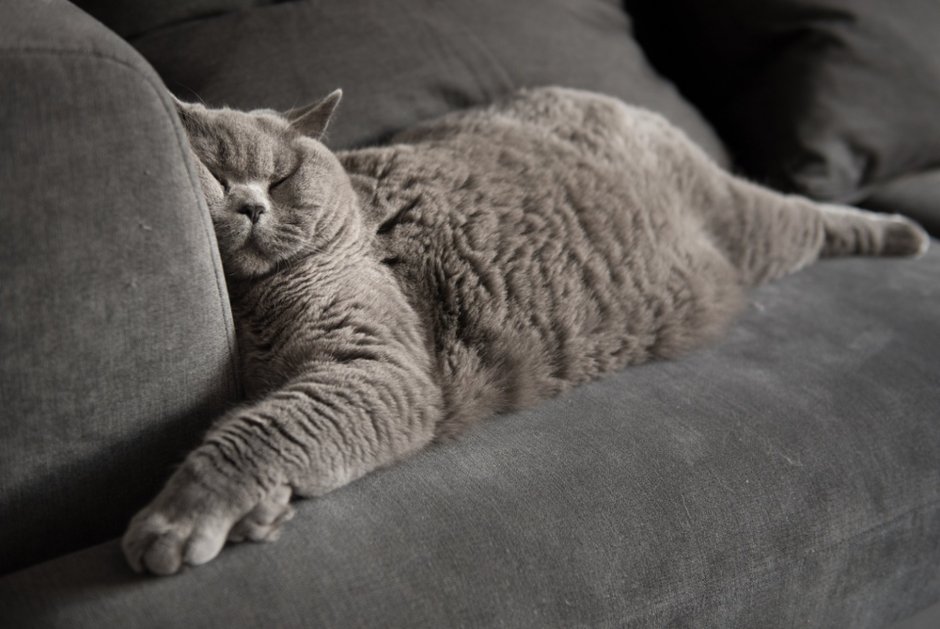 Коты на диване
