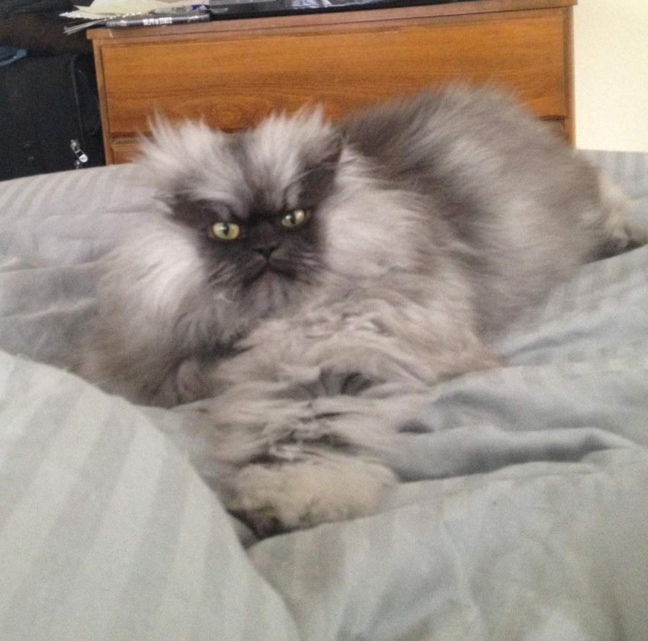 Утренний котик