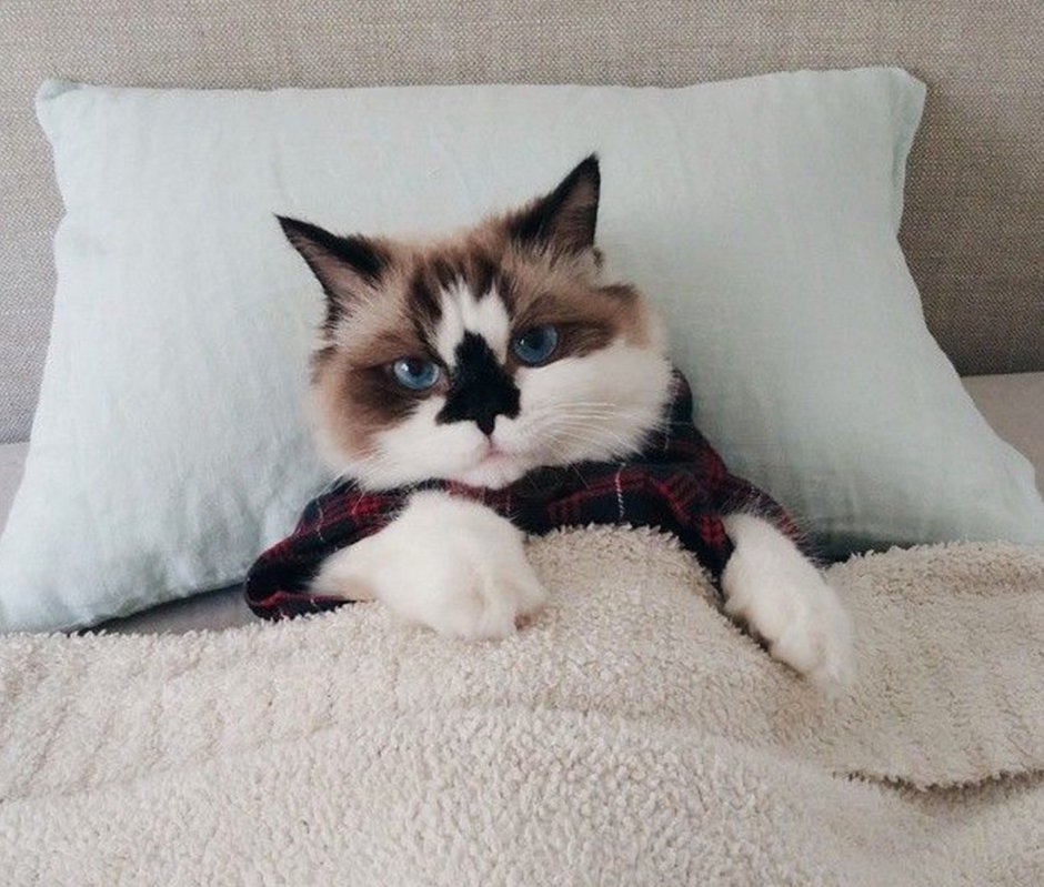 Котик собачка гачи