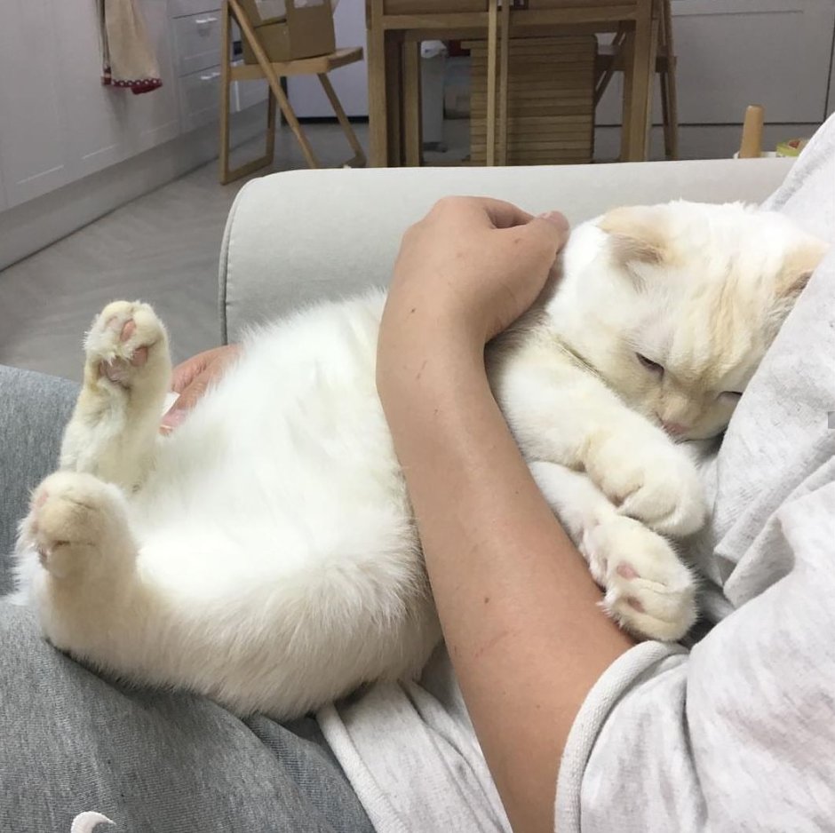 Кластер породы кошек