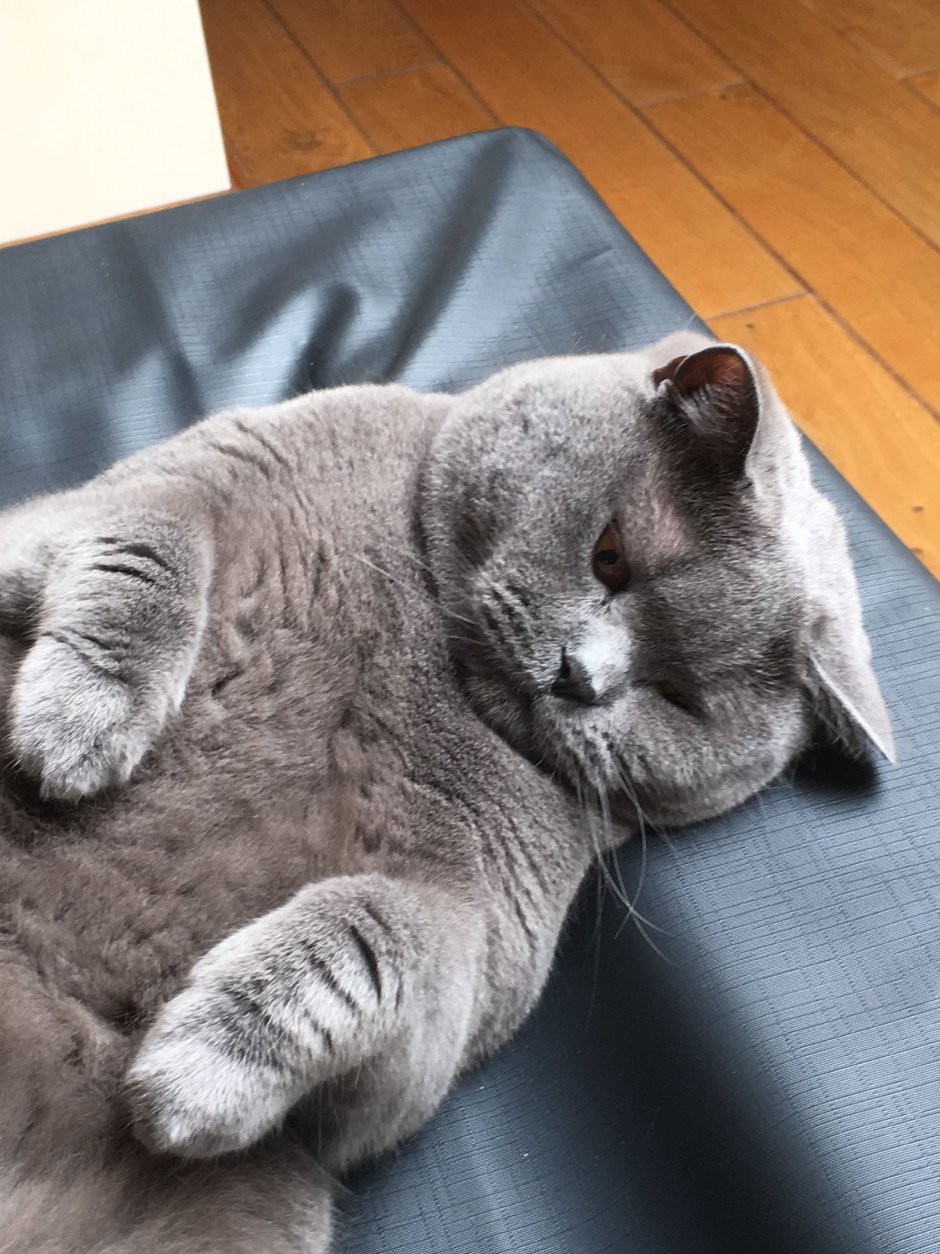 Котик на ручках