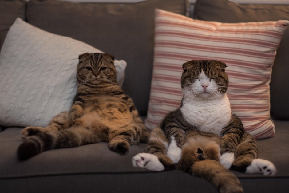 Коты на диване