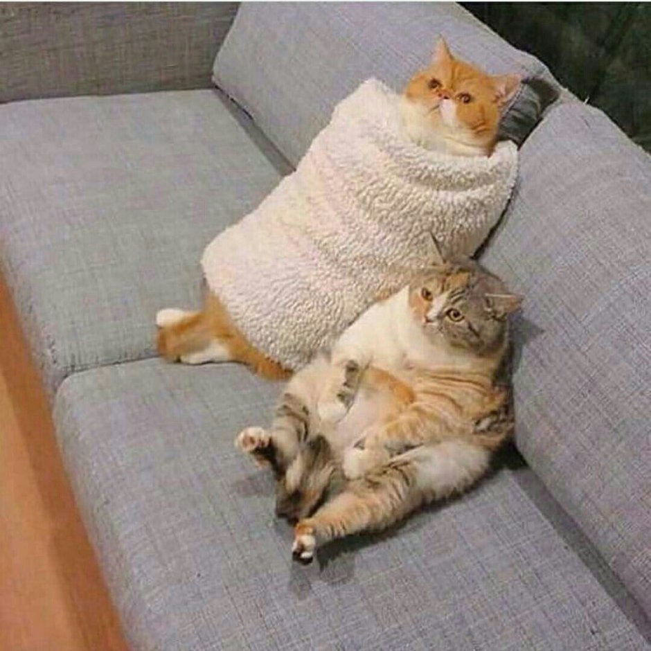 Британский короткошерстный кот толстый