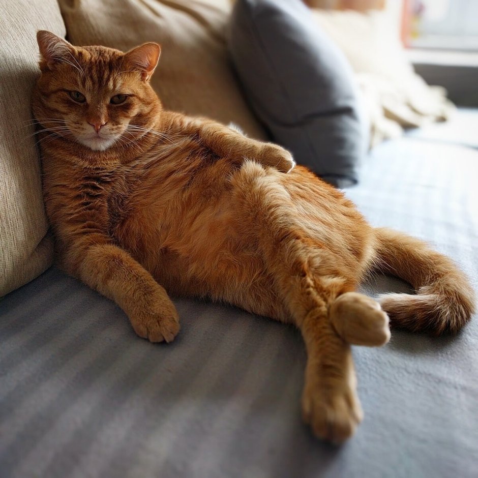 Милые котики Эстетика