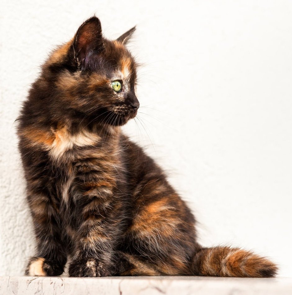 Tortoiseshell Cat порода