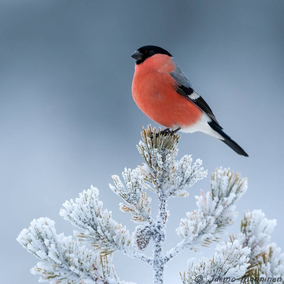 Northern Cardinal