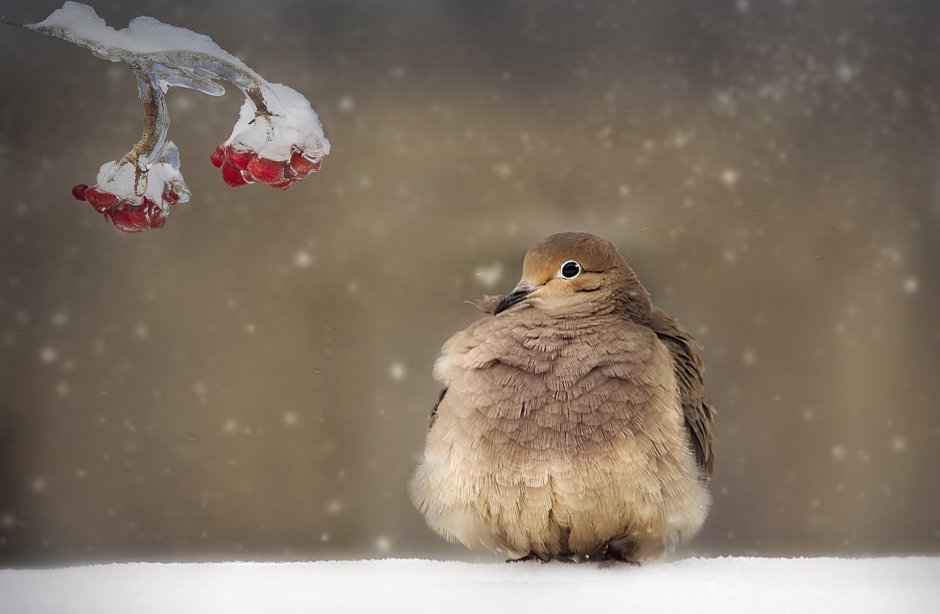 Зимующие птицы Снегирь