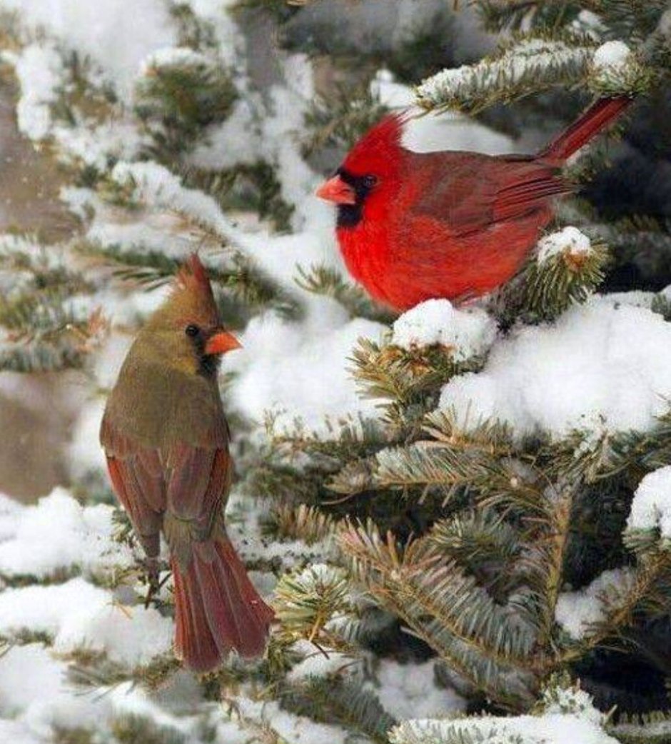 Winter Bird