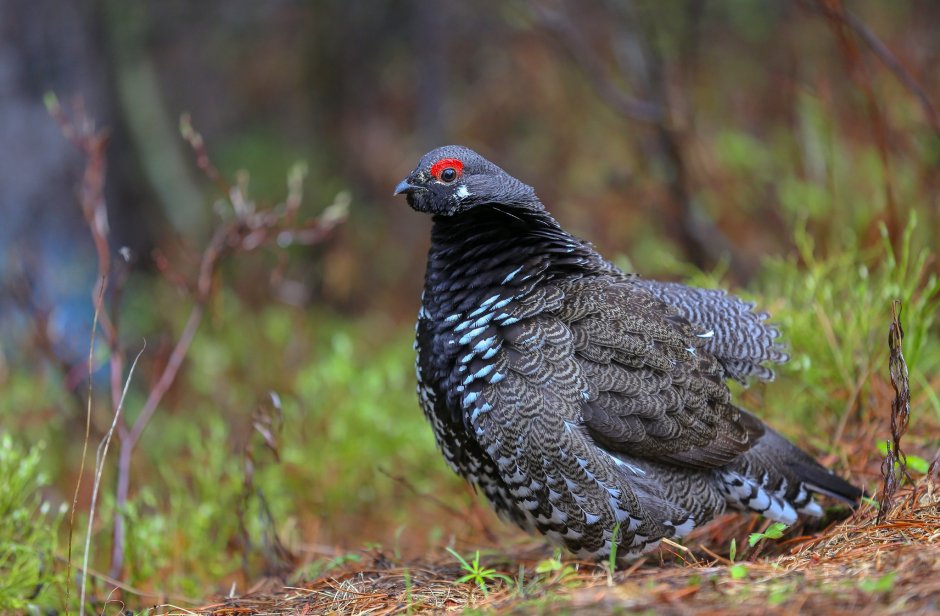 Глухарь (Tetrao urogallus)