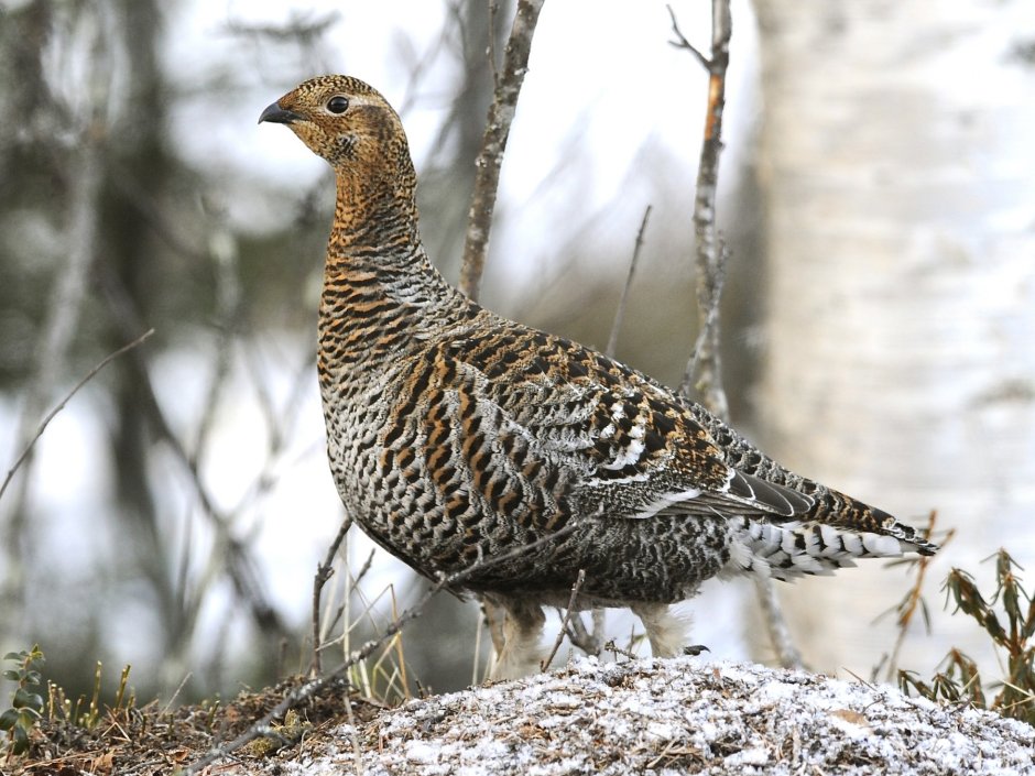 Тетерев шалфейный (Centrocercus urophasianus)