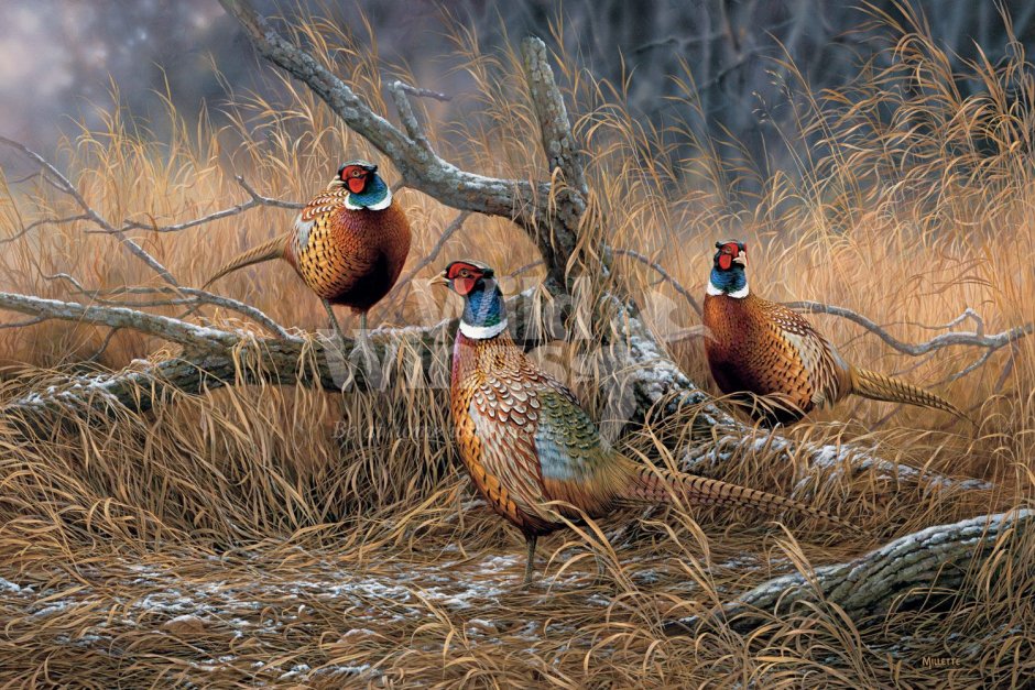 Centrocercus urophasianus