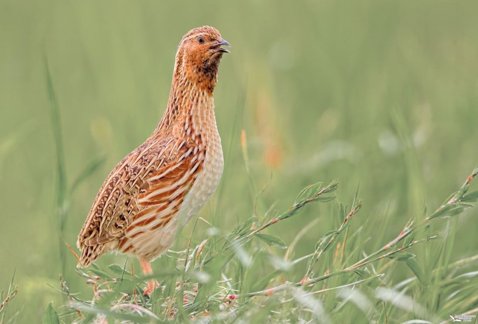 Перепел Coturnix Coturnix