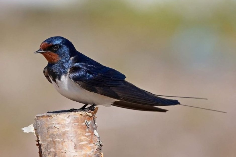 Деревенская Ласточка – Hirundo Rustica