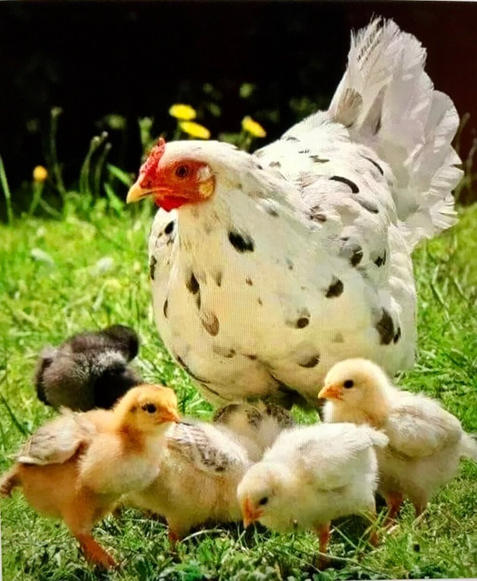 Курочка с цыплятами