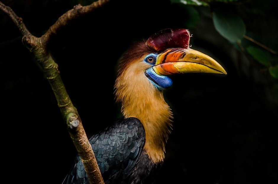 Great Hornbill
