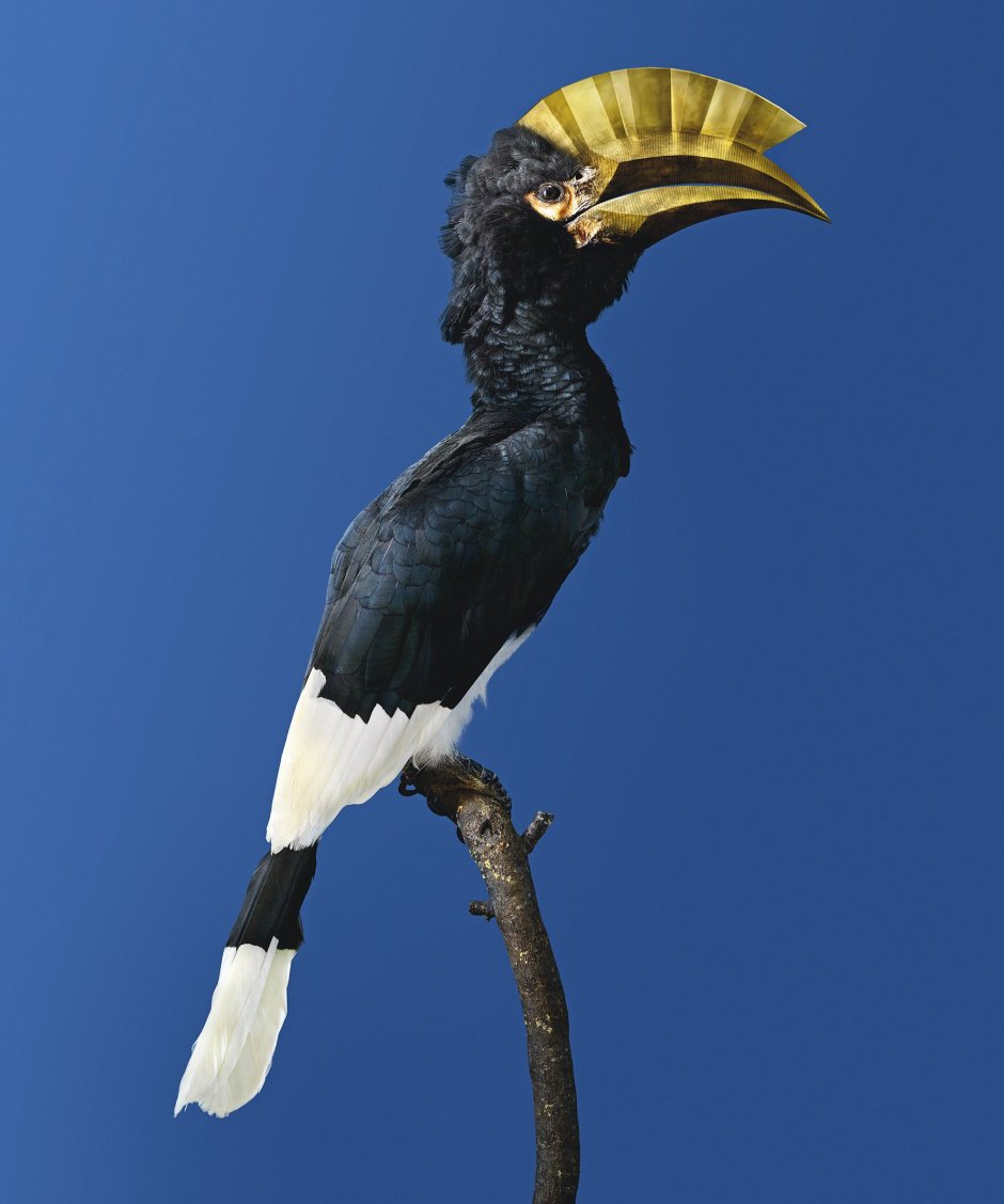 Bycanistes cylindricus