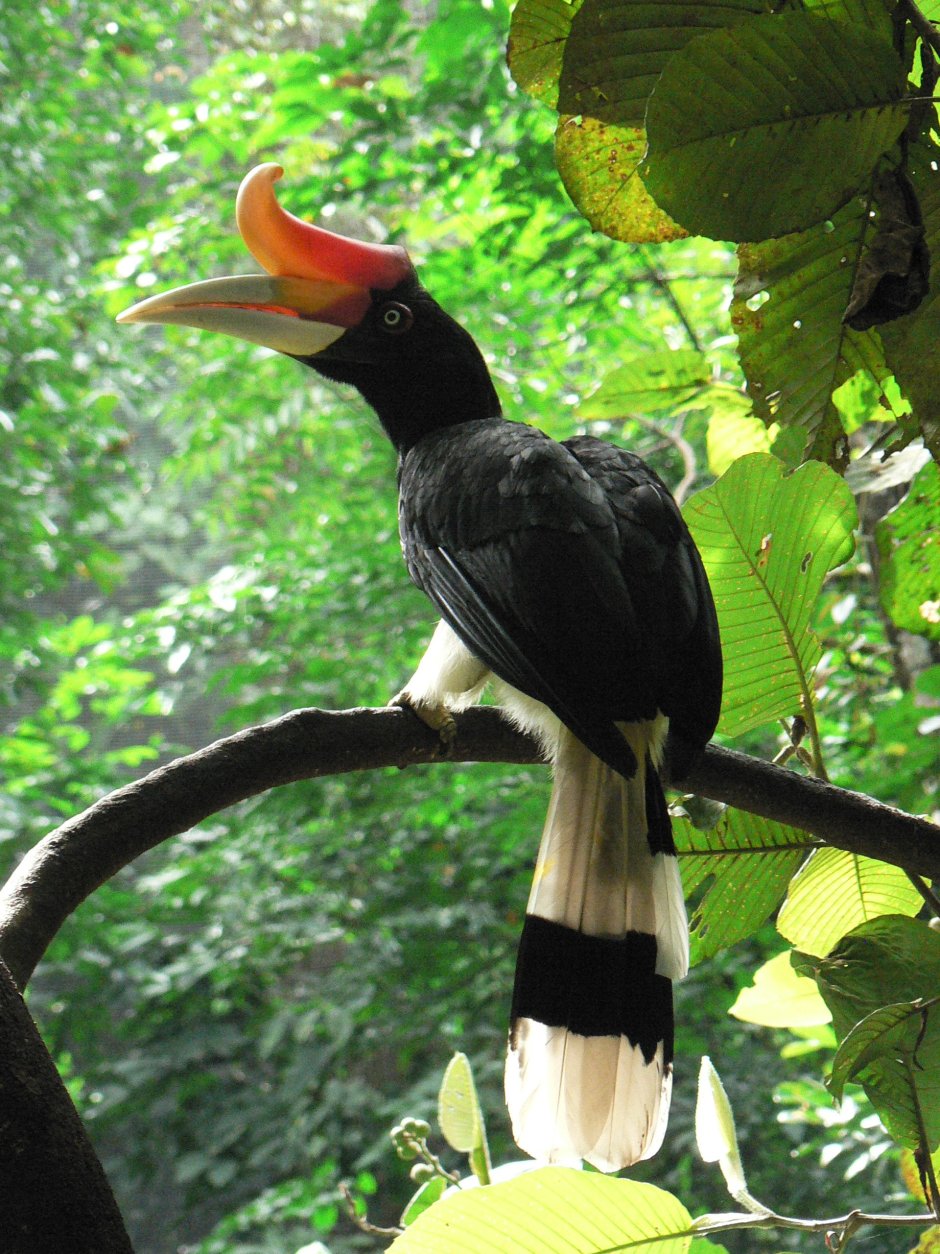 Hornbill птица