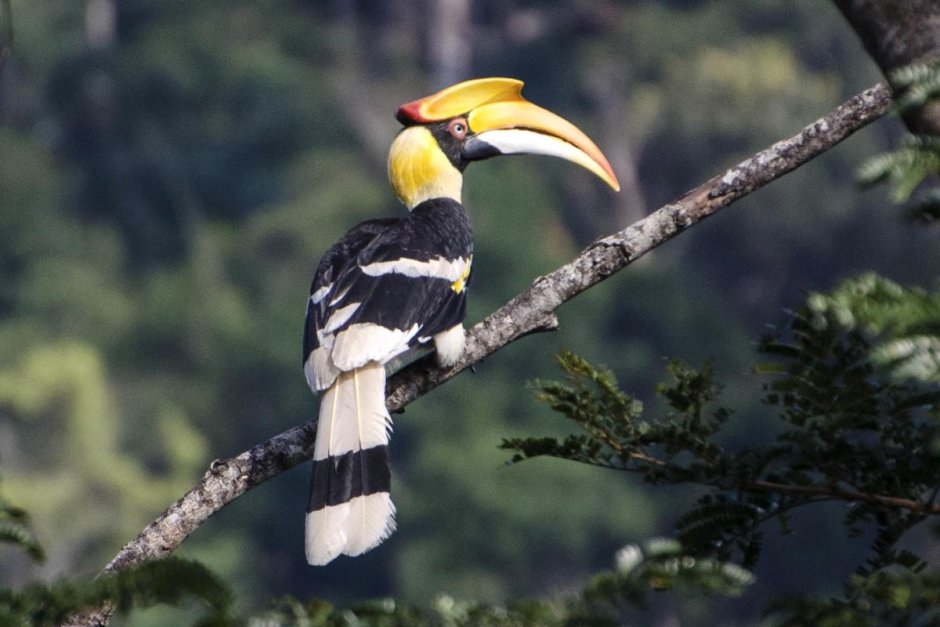 Great Hornbill птица