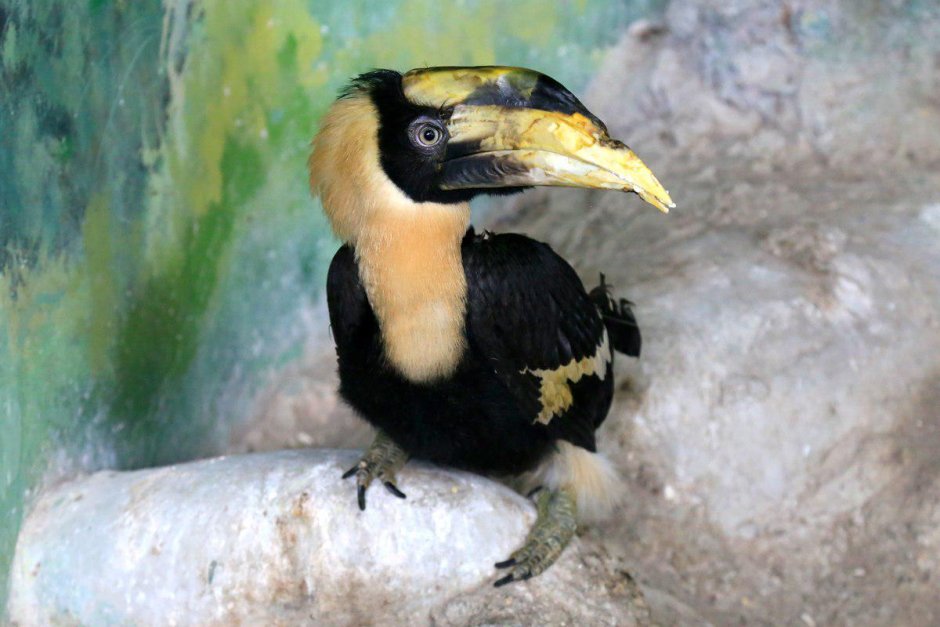 Anthracoceros coronatus