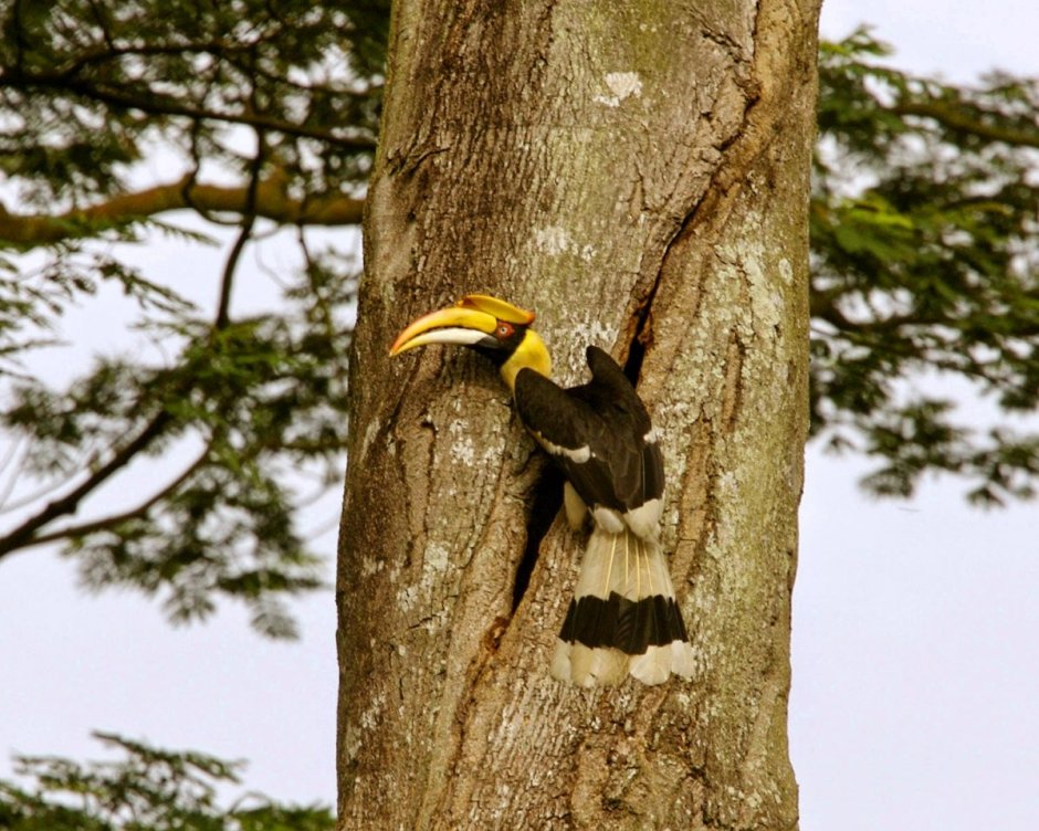 Wreathed Hornbill
