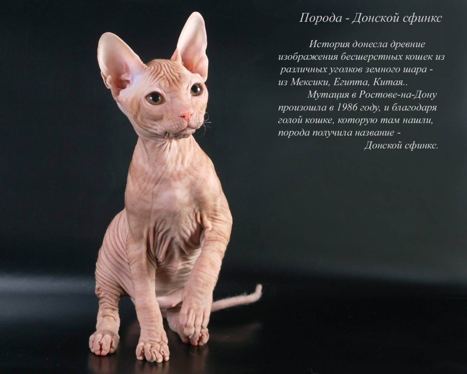 Донской сфинкс крысик