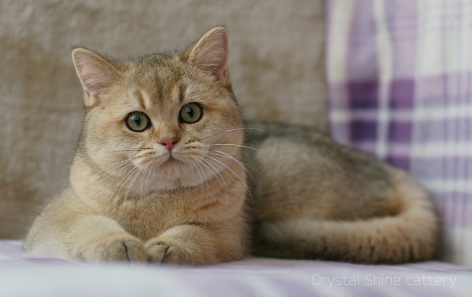 Британская кошка Золотая шиншилла