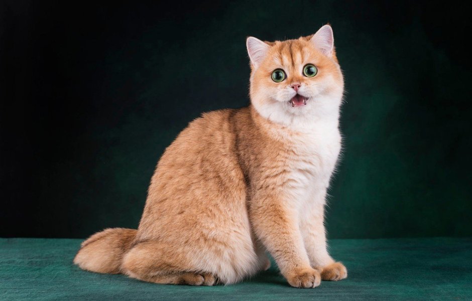 Шотландская кошка Золотая шиншилла