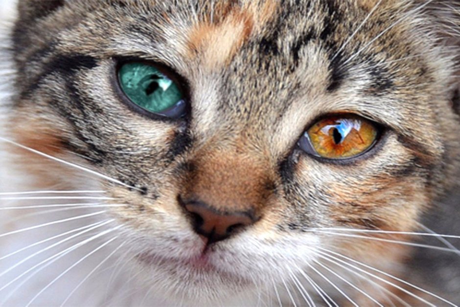 Кошки с разноцветными глазами