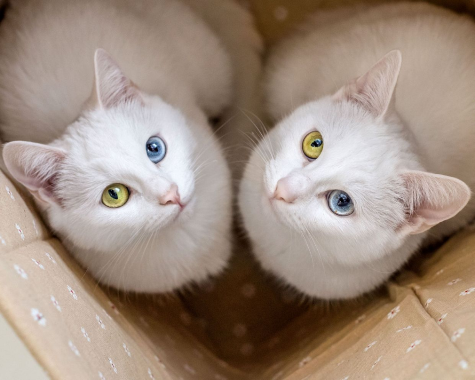 Кошки близняшки Айрис и Эбис
