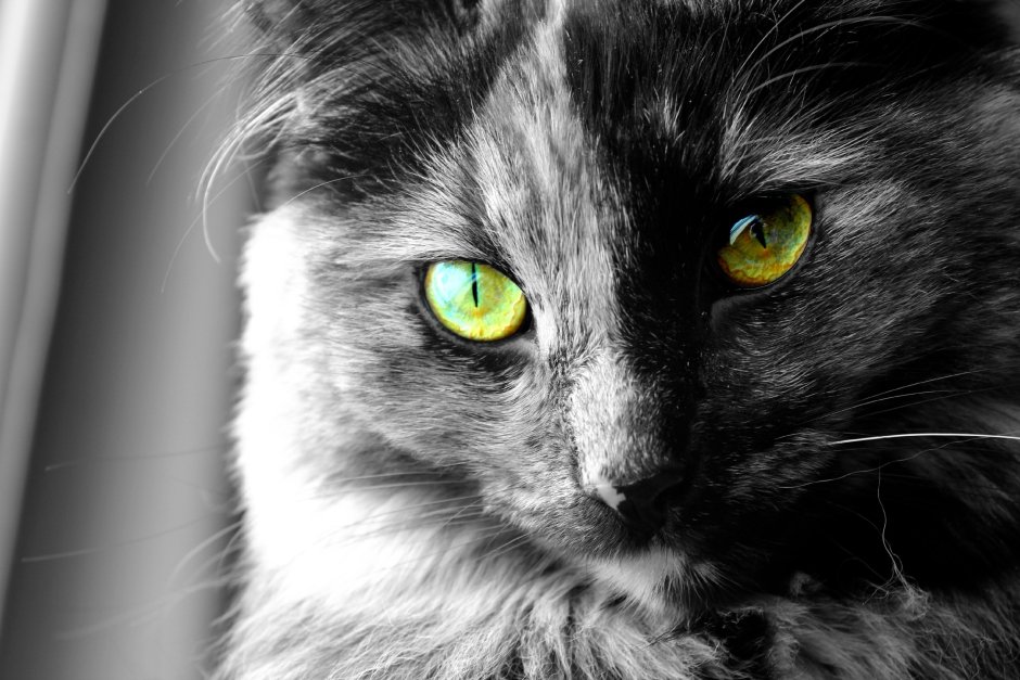Взгляд кошки