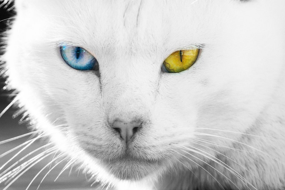 Глаза кота гетерохромия