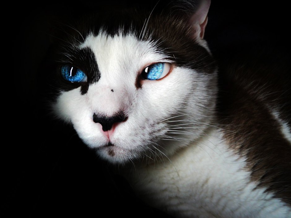 Кот с синими глазами