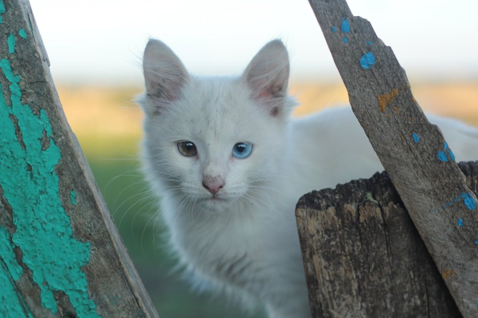 Кот гетерохромия