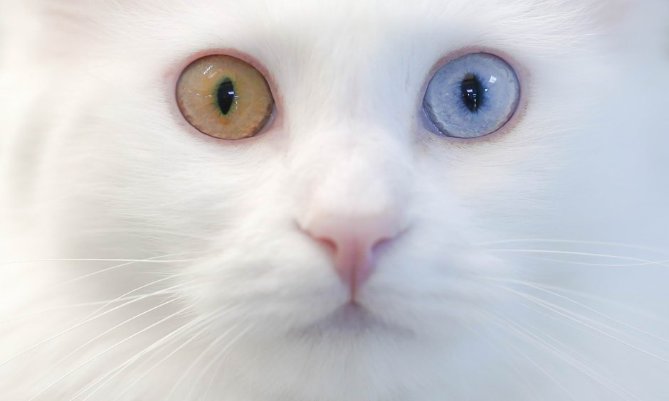 Вислоухий кот с гетерохромией