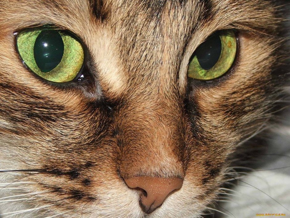 Глаза кошки