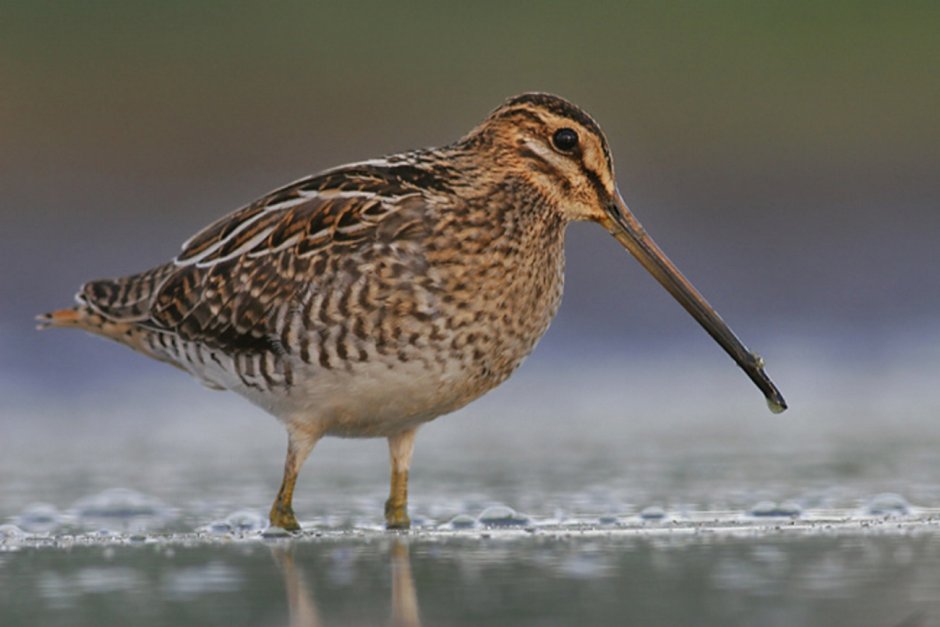 Calidris Alpina schinzii